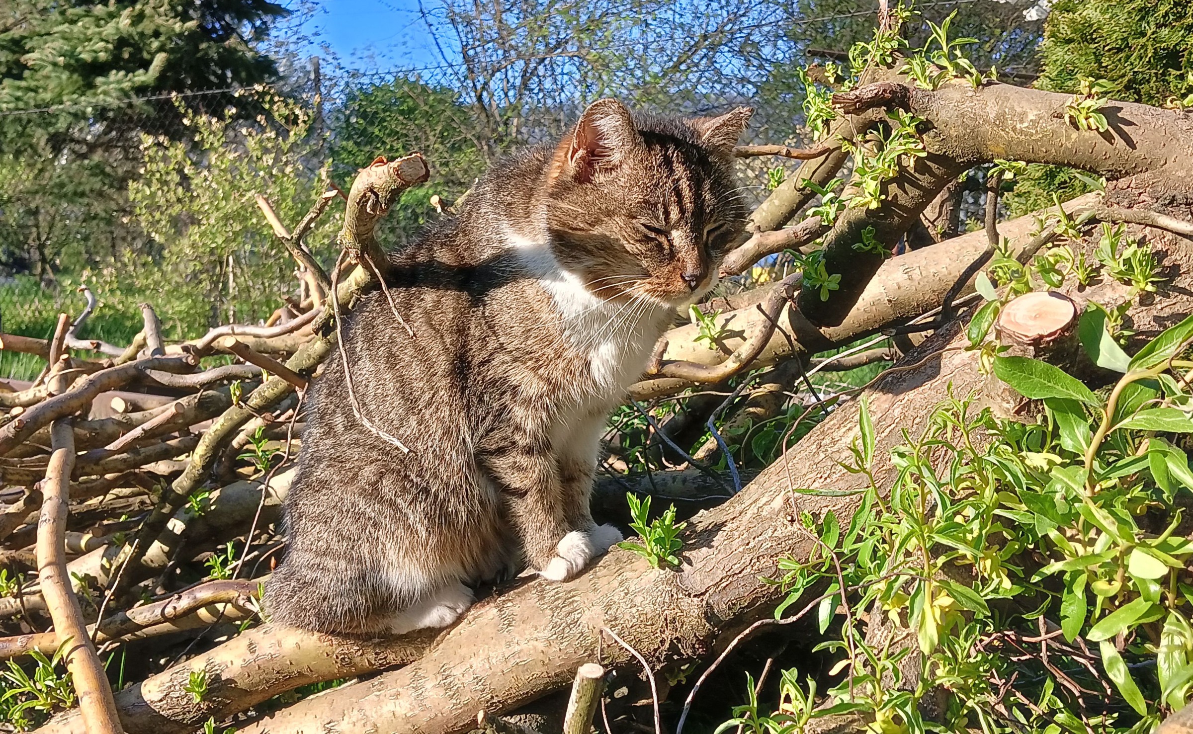 Miau Misja: najważniejsze działania rzecz poprawy warunków życia kotów