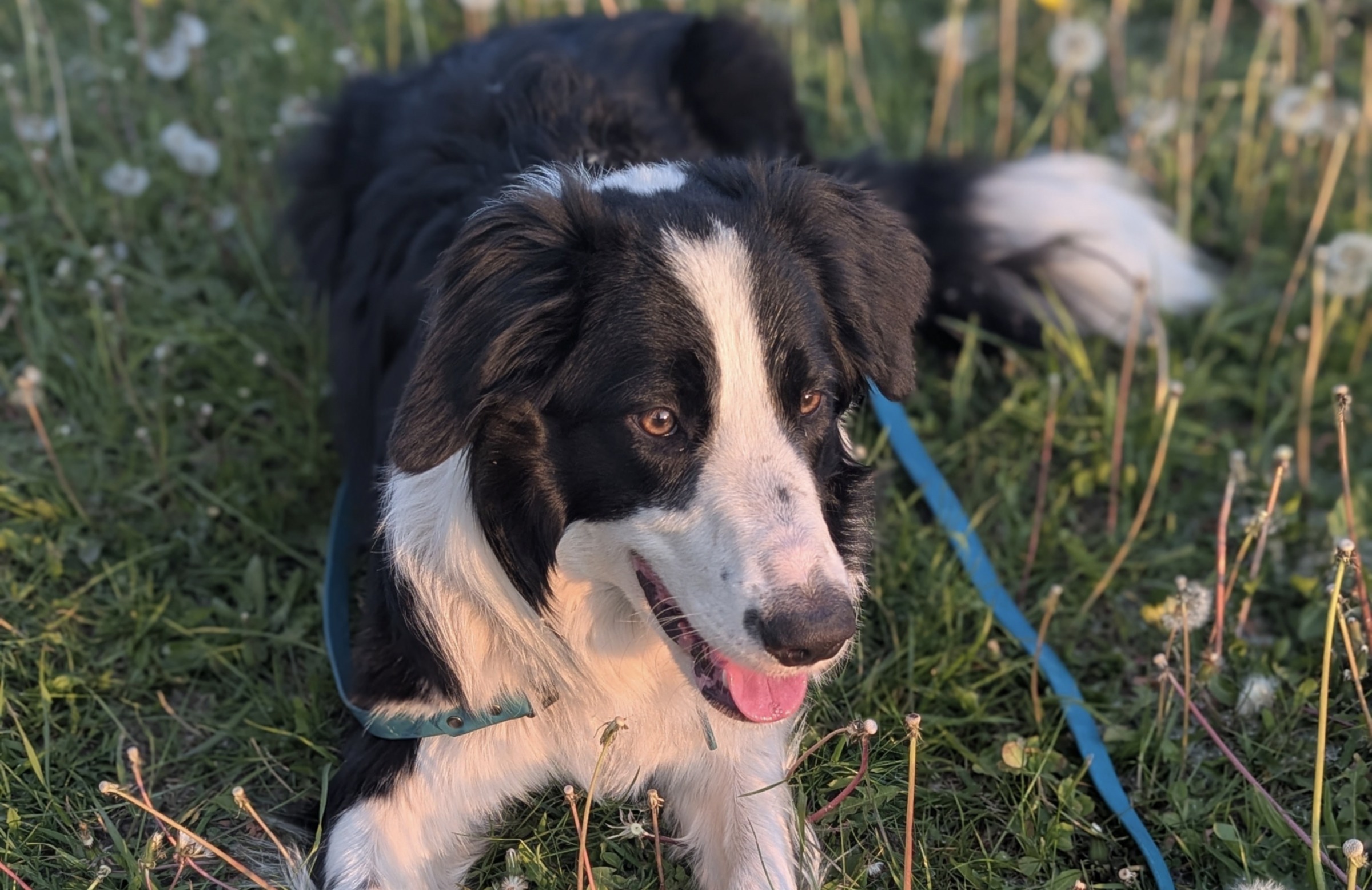 Z pomocą dla rasy border collie. To jedyna taka inicjatywa w Polsce