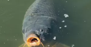 karp