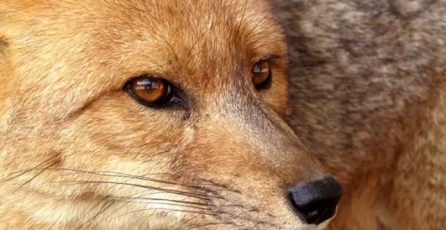 Rusza jesienna akcja szczepienia lisów