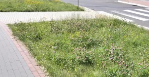 MZD zaciska pasa. Ograniczy koszenie traw w pasie drogowym