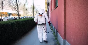 Dlaczego nie warto zwlekać z dezynsekcją? Przykłady z Warszawy.
