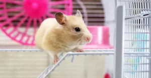 Zoolandia