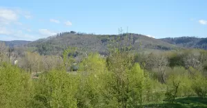 Palenica Jaworze