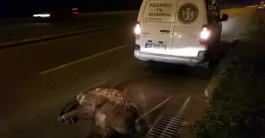 Potrącenie dzika na al. Andersa - 26.10.2017