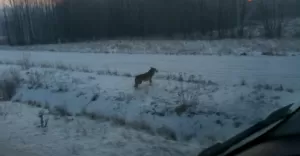 Wilk widziany w Buczkowicach. Czy te zwierzęta są groźne dla człowieka?