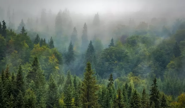 las, mgła, góra
