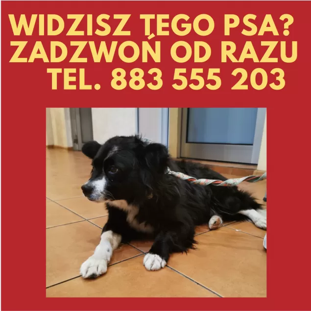 Tego psa poszukuje całe miasto. "Psia Ekipa" apeluje