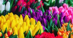 bielskobiala,dzieńkobiet,8marca,kwiaty,tulipany,fotodnia,instagram