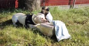 Czworonożny detektyw: Beti odkryła 11 kg nielegalnych papierosów