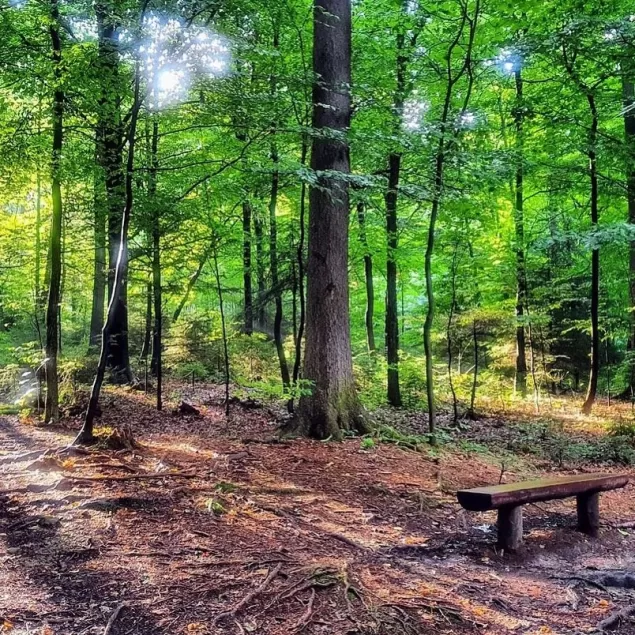 PocztowkazBielska,Bielsko,BielskoBiała,CygańskiLas,Las,Wrzesień,Lato,LoveBB,fotodnia,instagram