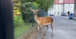 Cielak jelenia wtargnął na teren Szkoły Podstawowej nr 10 w Bielsku-Białej i mógł opóźnić rozpoczęcie egzaminu ósmo