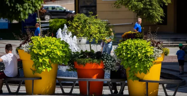Trwa głosowanie internautów w plebiscycie Terra Flower Power