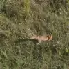 [WIDEO] Polowanie lisa na terenie planowanej inwestycji