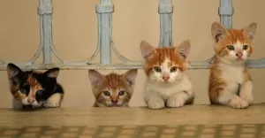kedi kot koty czworonogi