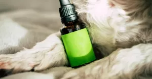 Jak olejek CBD może wspierać psa w sytuacjach stresowych?