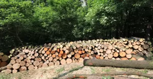 wyrąb lasu