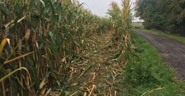 Szarża po polu kukurydzy w Jasienicy - 8.09.2018