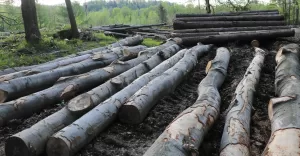 Drewno z bielskich lasów trafia do Chin? Nadleśnictwo: "to dezinformacja"