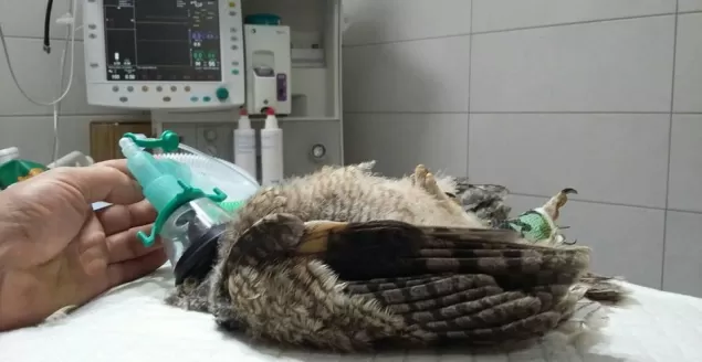 Widzisz ranne zwierzę? Zadzwoń, aby się upewnić, czy potrzebuje pomocy
