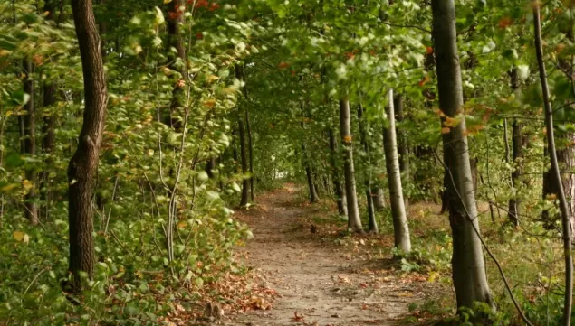 drzewa, las, drzewo, park, ścieżka