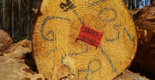 Jak nie zgubić się w lesie podczas grzybobrania? Policja apeluje