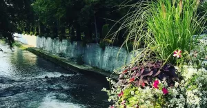 bielskobiała,bielsko,rzeka,biała,kwiaty,jesień,ilovebb,fotodnia,instagram