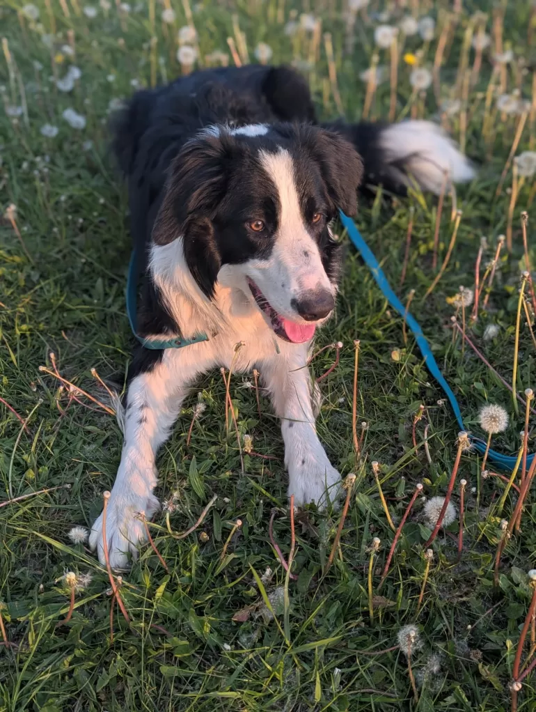 Z pomocą dla rasy border collie. To jedyna taka inicjatywa w Polsce