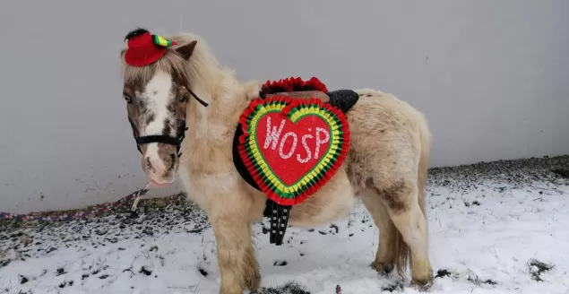Klub Jeździecki Hubertus gra dla WOŚP!