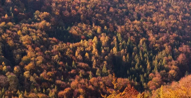 Beskid Śląski - Jesienne Impresje