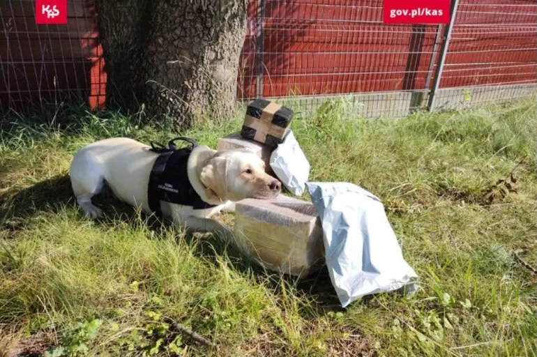 Czworonożny detektyw: Beti odkryła 11 kg nielegalnych papierosów