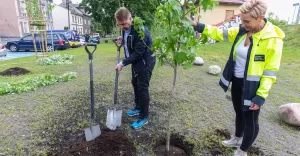 Projekt "Zielone płuca miasta": przy ul. Cichej posadzono 15 drzew