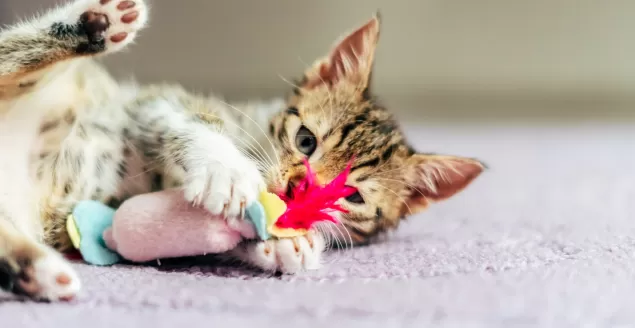 adobestock 229205523