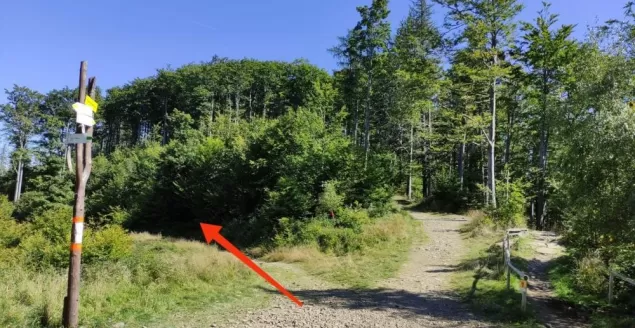 W Beskidach pozyskują drewno. Utrudnienia na popularnym szlaku