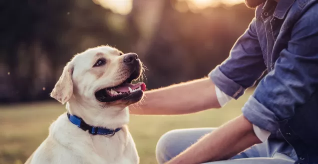 petsitter bielsko-biala pethomer