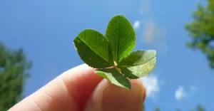 czterolistna koniczyna, powodzenia