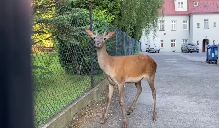 Cielak jelenia wtargnął na teren Szkoły Podstawowej nr 10 w Bielsku-Białej i mógł opóźnić rozpoczęcie egzaminu ósmo