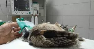 Widzisz ranne zwierzę? Zadzwoń, aby się upewnić, czy potrzebuje pomocy