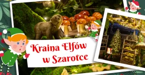Szarotka