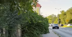 Zarośnięty chodnik przy ul. Partyzantów