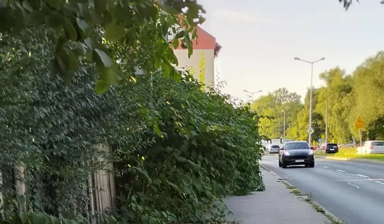 Zarośnięty chodnik przy ul. Partyzantów