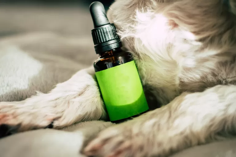 Jak olejek CBD może wspierać psa w sytuacjach stresowych?
