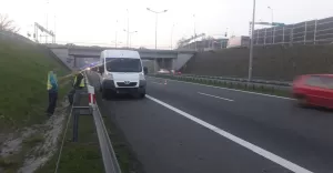 Potrącenie dzików na S-1 w Bielsku-Białej