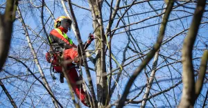 W Bielsku-Białej powstają mosty dla wiewiórek - 27.04.2021