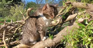 Miau Misja: kluczowe działania rzecz poprawy warunków życia kotów
