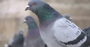gołąb