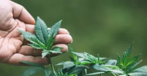 Zastosowanie nasion konopi w medycynie naturalnej