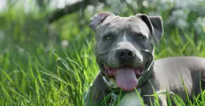 amstaffy, pies