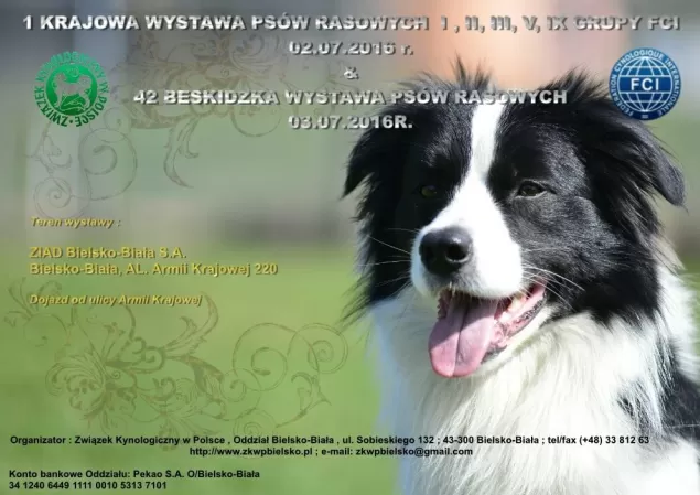 wystawa psów