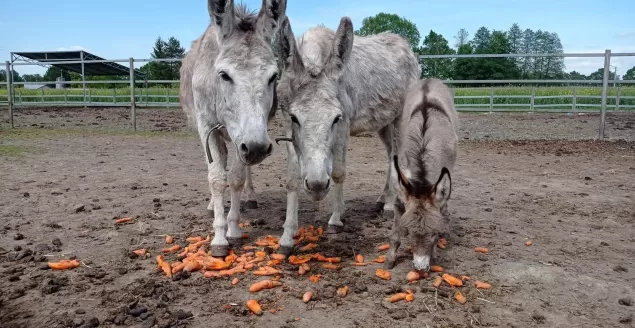 Rusza kolejna edycja akcji "Rower Pomaga zwierzętom"